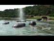 Hippos 4 1100